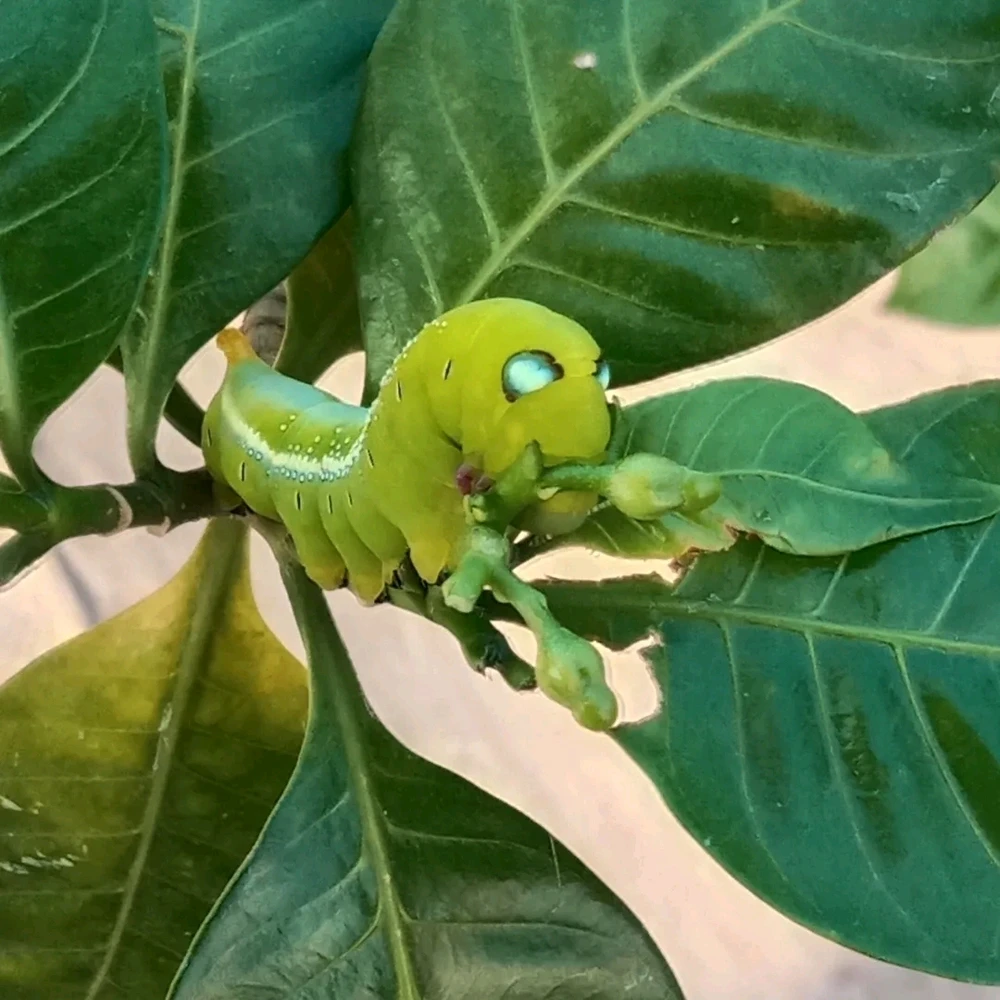 GIF uploaded by Vineeth