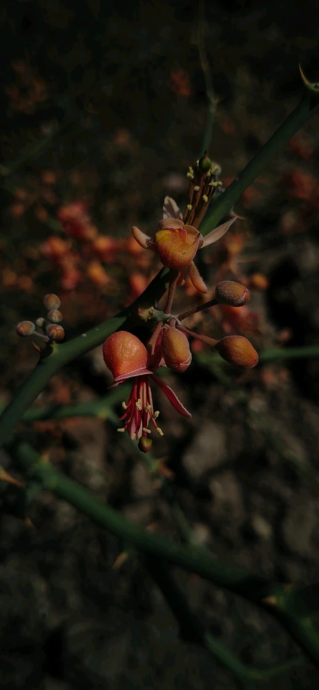 GIF uploaded by Sorbic