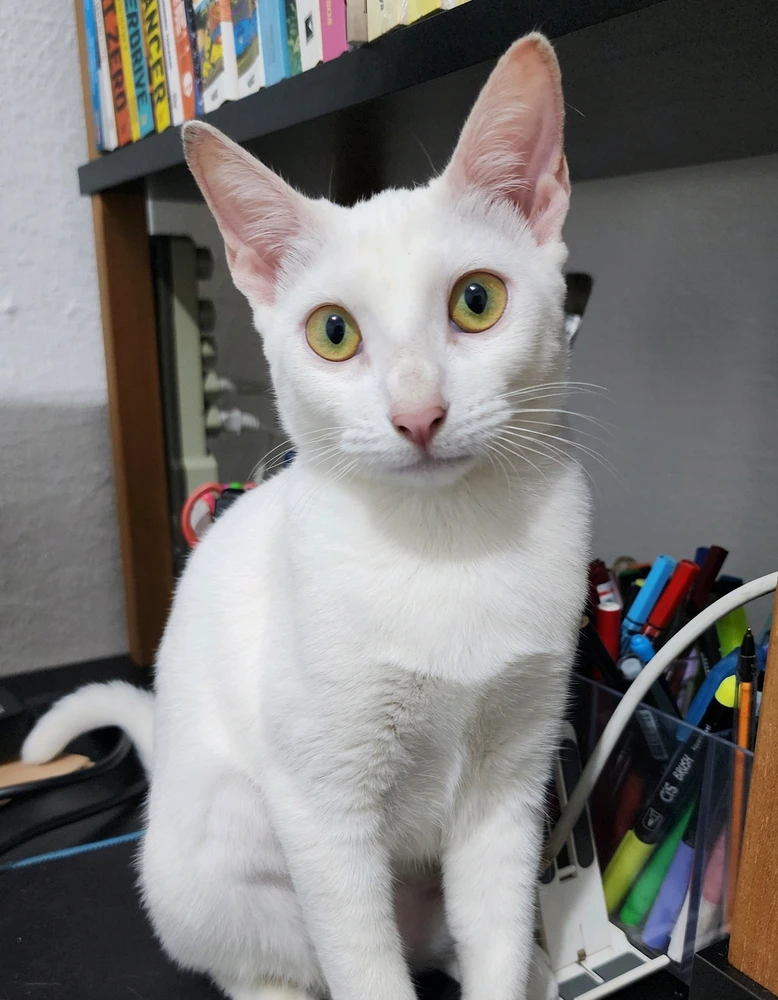 Gata branca sentada em cima de uma mesa.