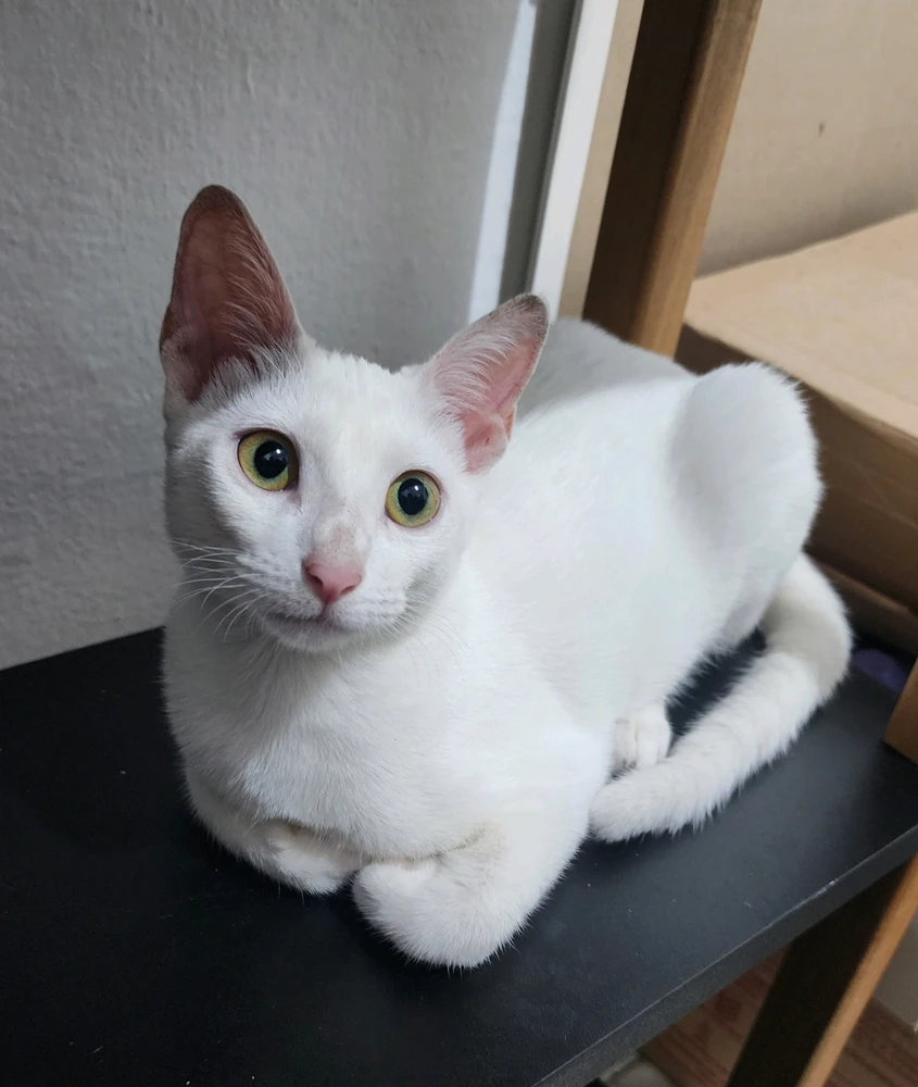 Gata branca deitada.