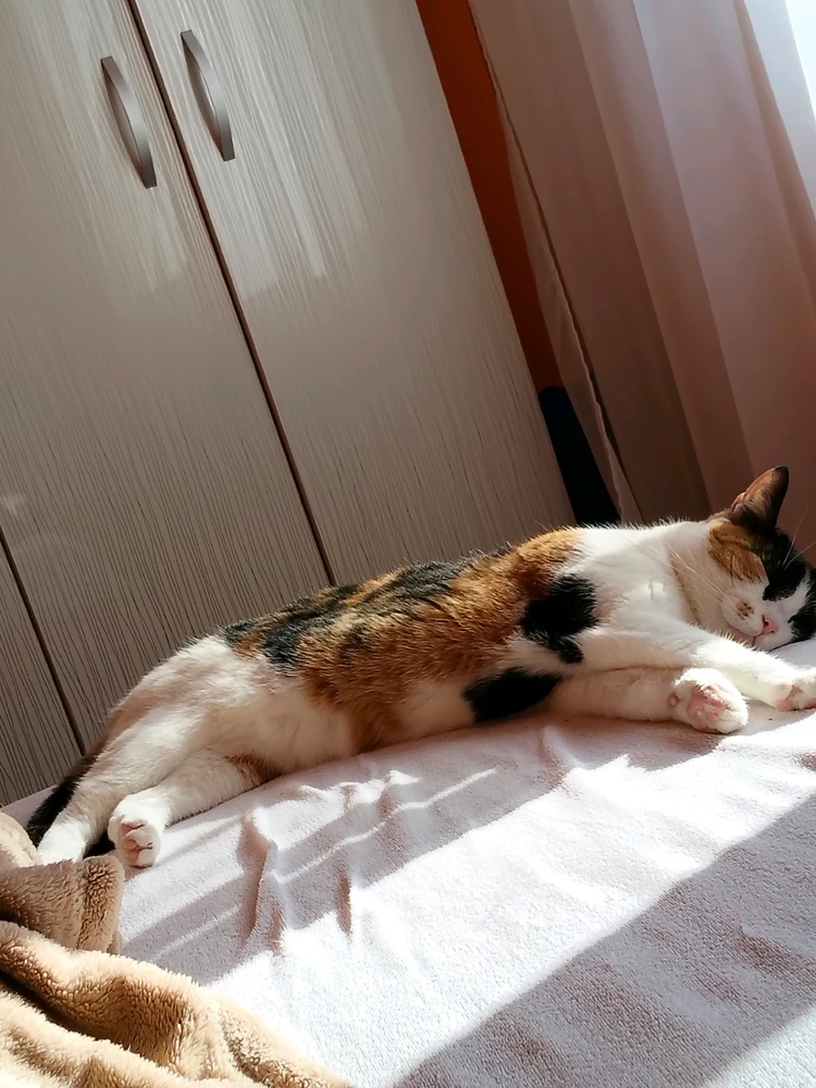 GIF încărcat de Korin