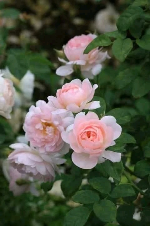 Image uploaded by ANNA
