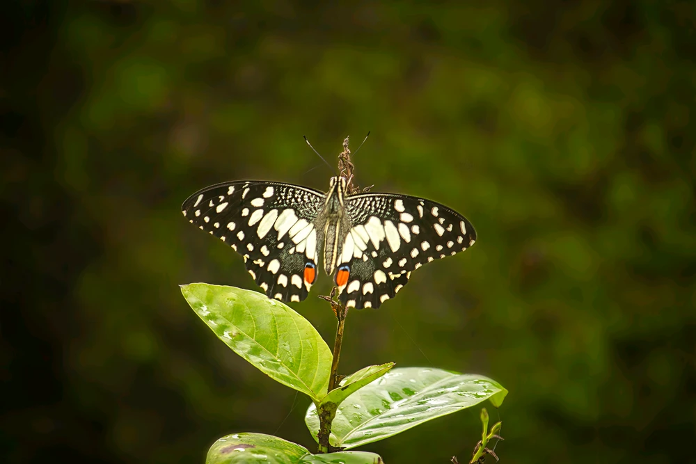 Image uploaded by Max Drew / Raman