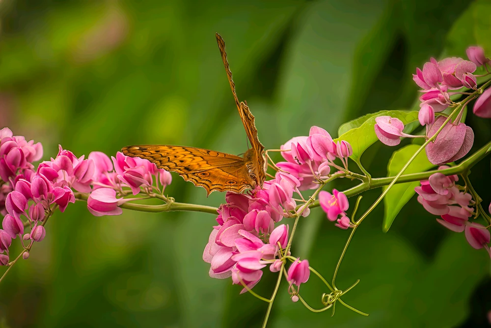 Image uploaded by Max Drew / Raman