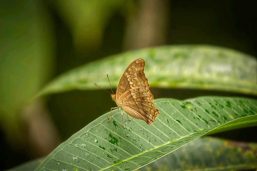 Image uploaded by Max Drew / Raman