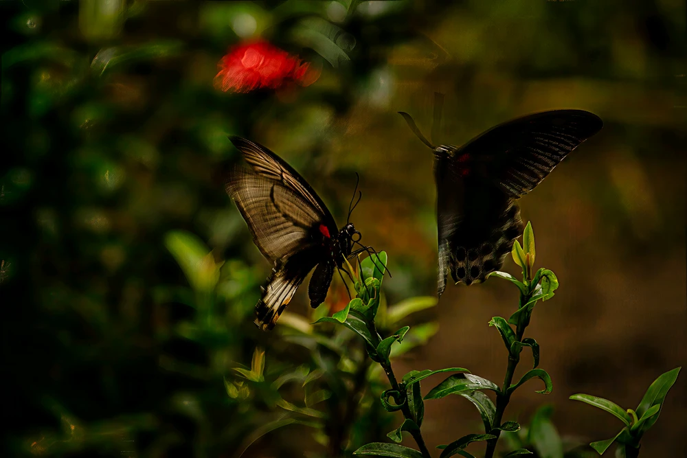 Image uploaded by Max Drew / Raman