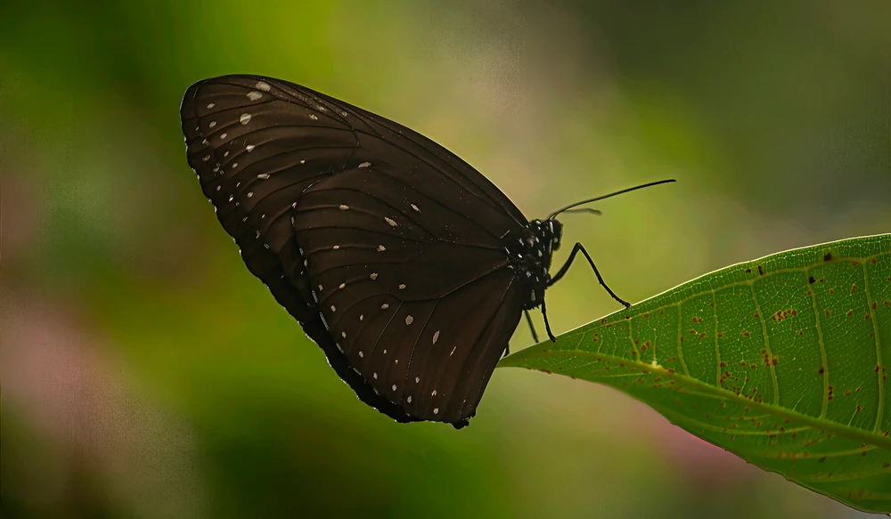 Image uploaded by Max Drew / Raman