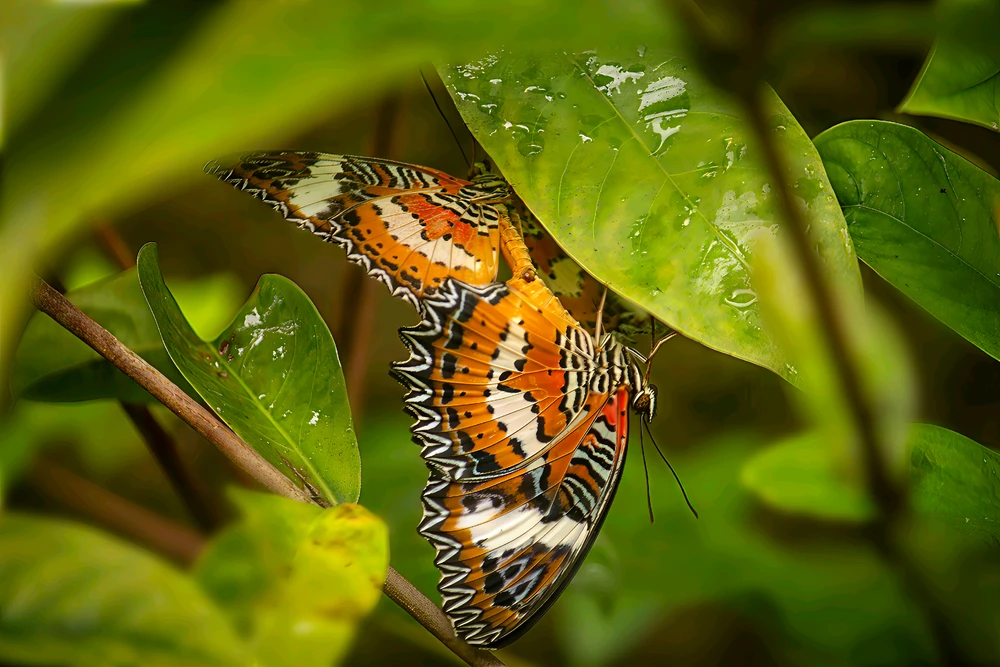Image uploaded by Max Drew / Raman