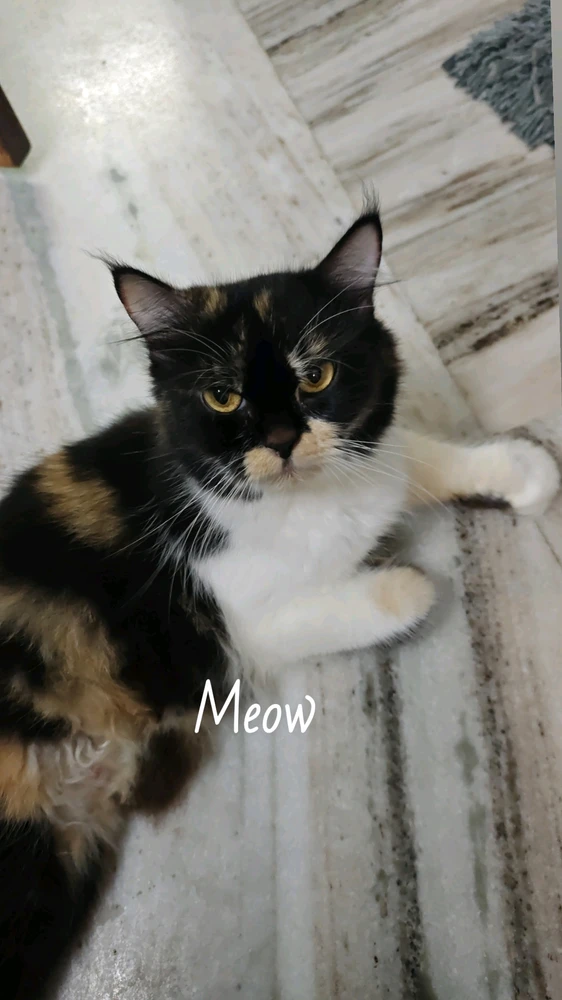 GIF uploaded by Siv