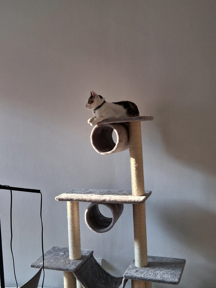 Image uploaded by Ara