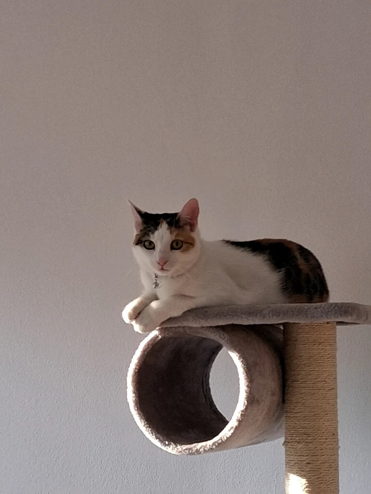 Image uploaded by Ara