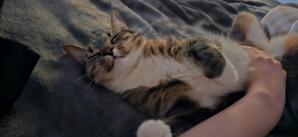 GIF uploaded by Аліна