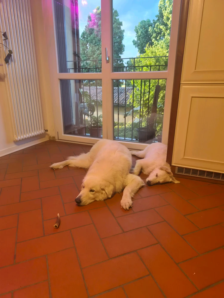 GIF caricata da Vladimir
