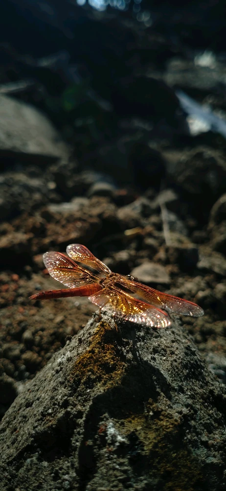 GIF uploaded by Sorbic