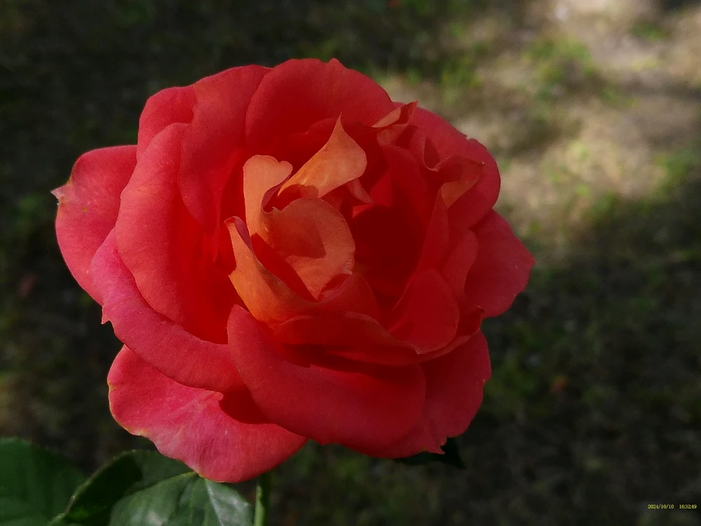 Image uploaded by Sayd Martínez