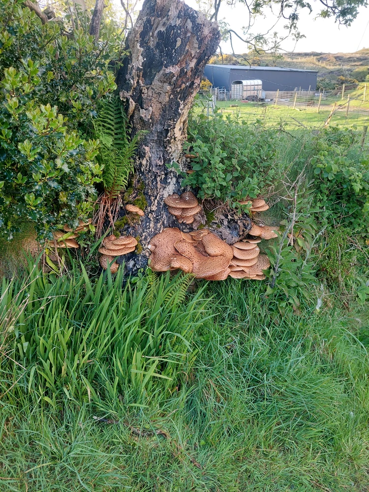 Image uploaded by Euan