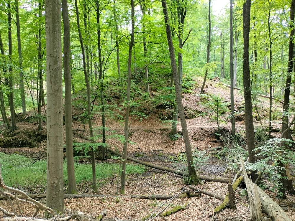 Image uploaded by Koestring