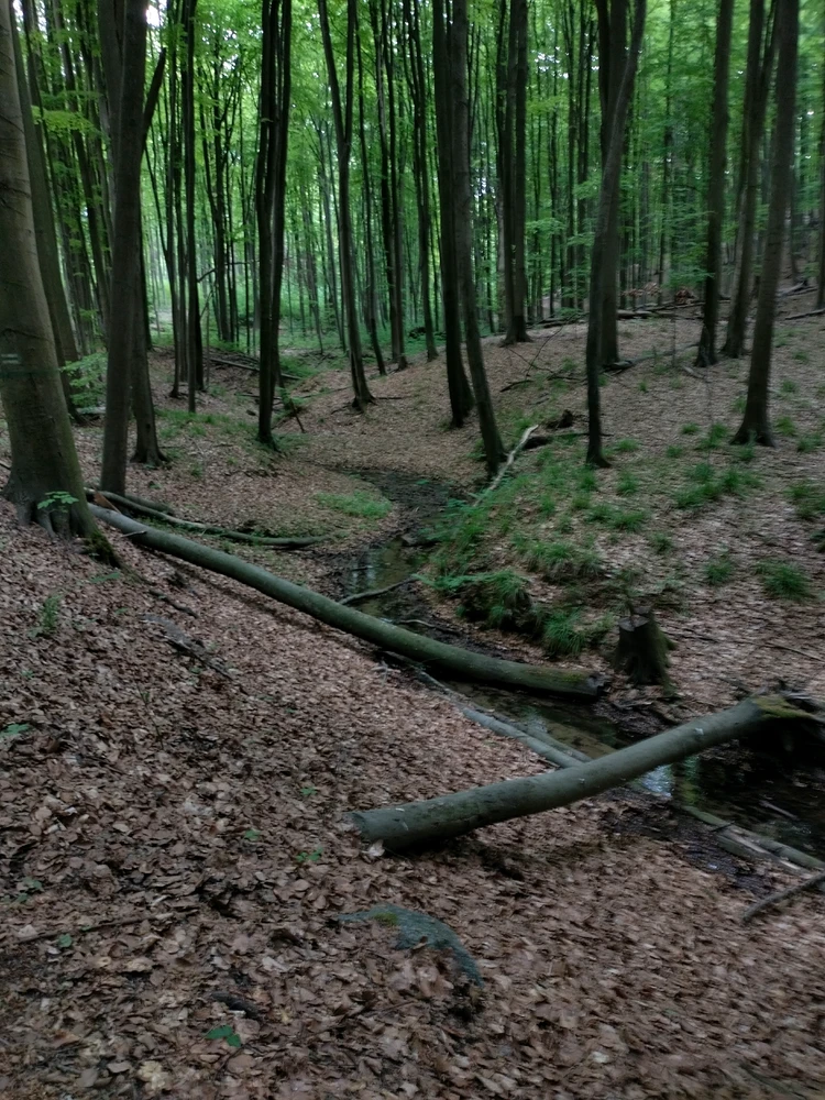 Image uploaded by Koestring