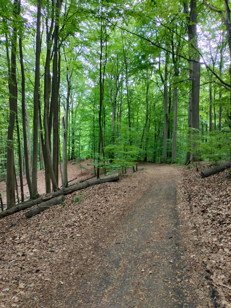 Image uploaded by Koestring
