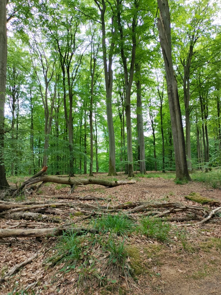 Image uploaded by Koestring