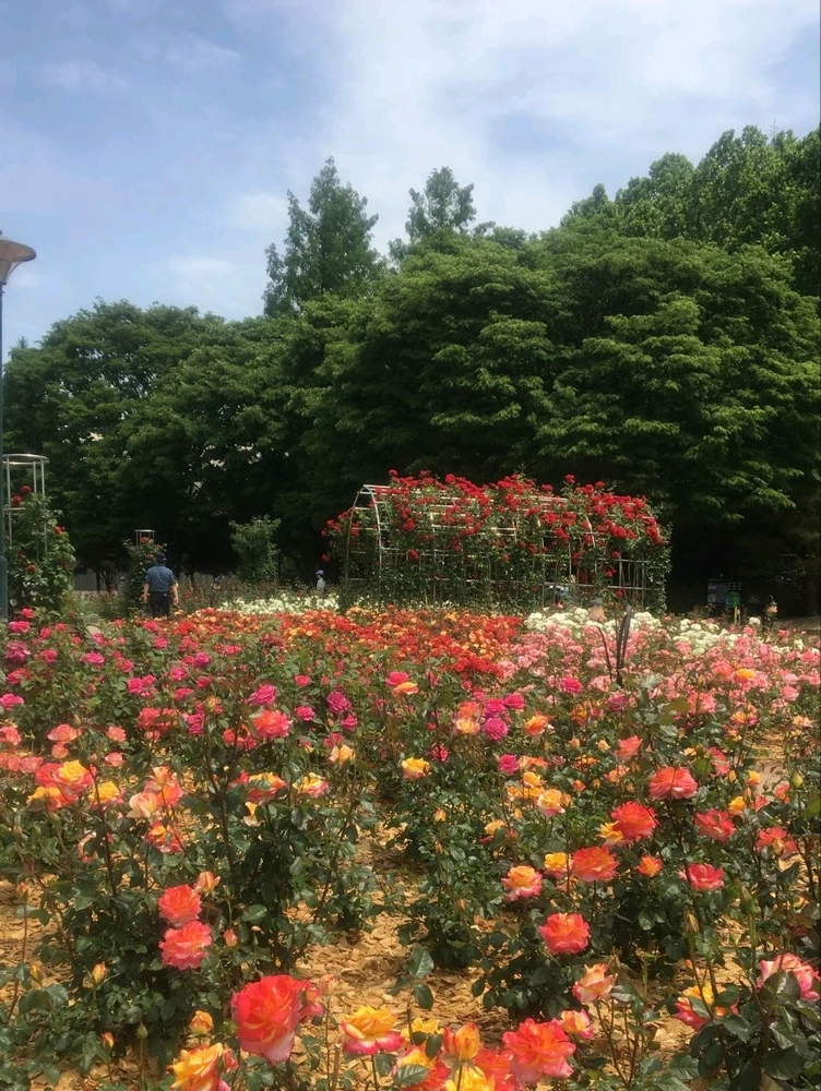 Image uploaded by Kunu
