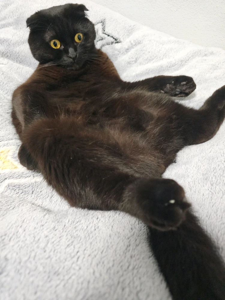 Image uploaded by Duke