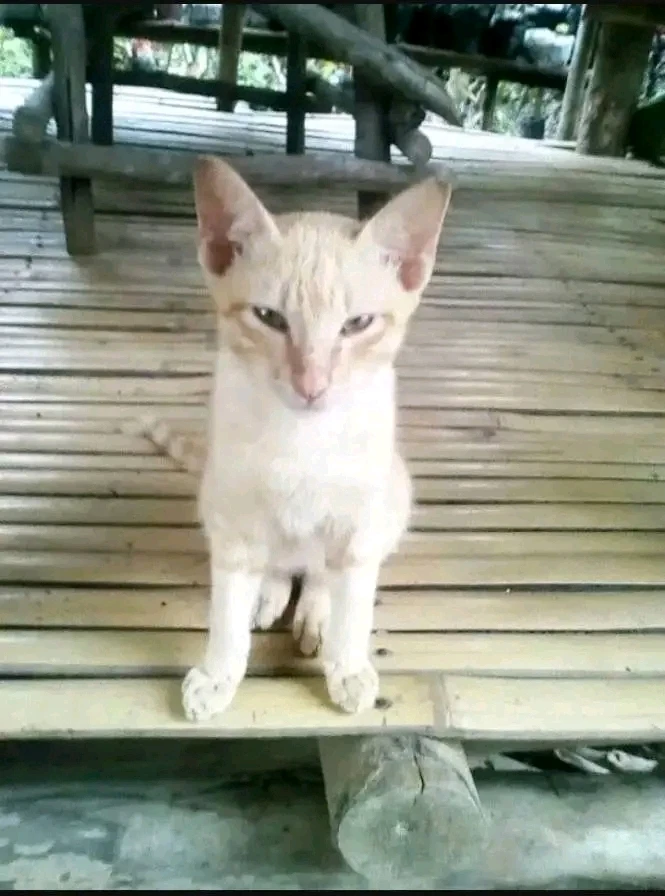 Image uploaded by Keulodine Neun