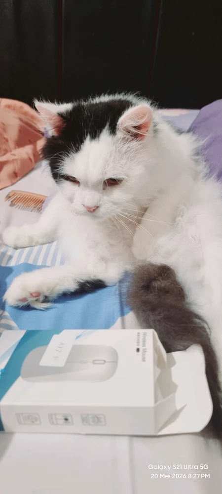 Lagi sibuk grooming..🥰🥰