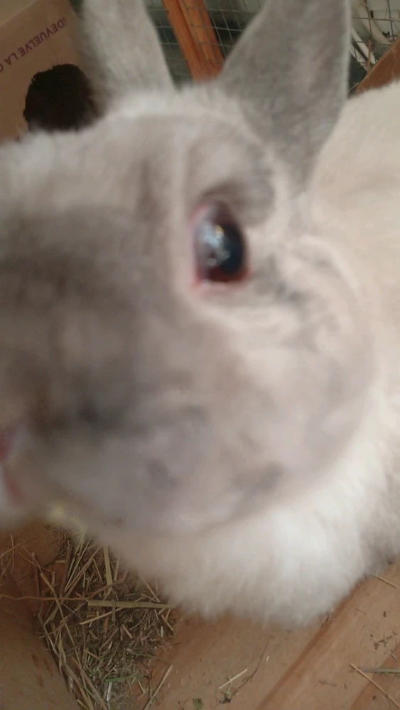 Image uploaded by Renato