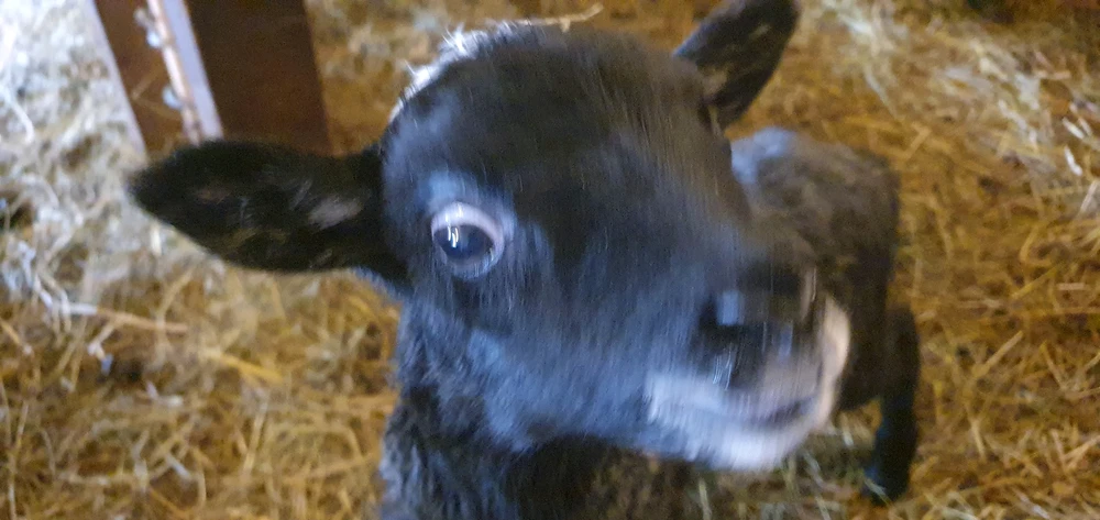GIF uploaded by Martino