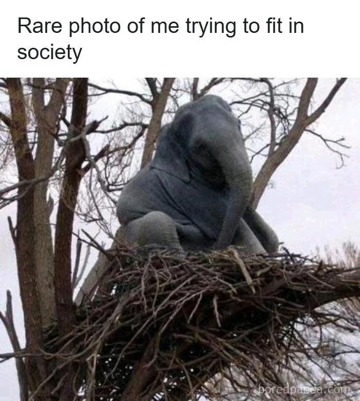 GIF uploaded by Cat-a-strophe