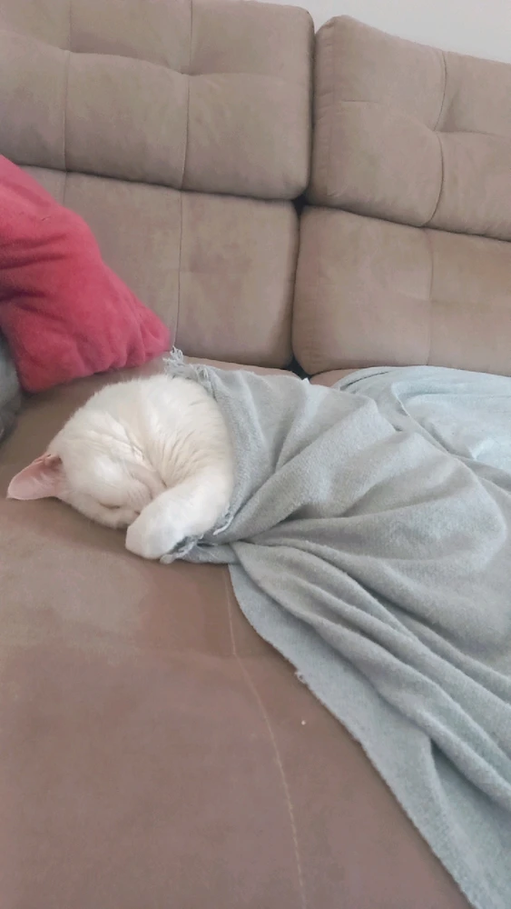 GIF enviado por Leonardo