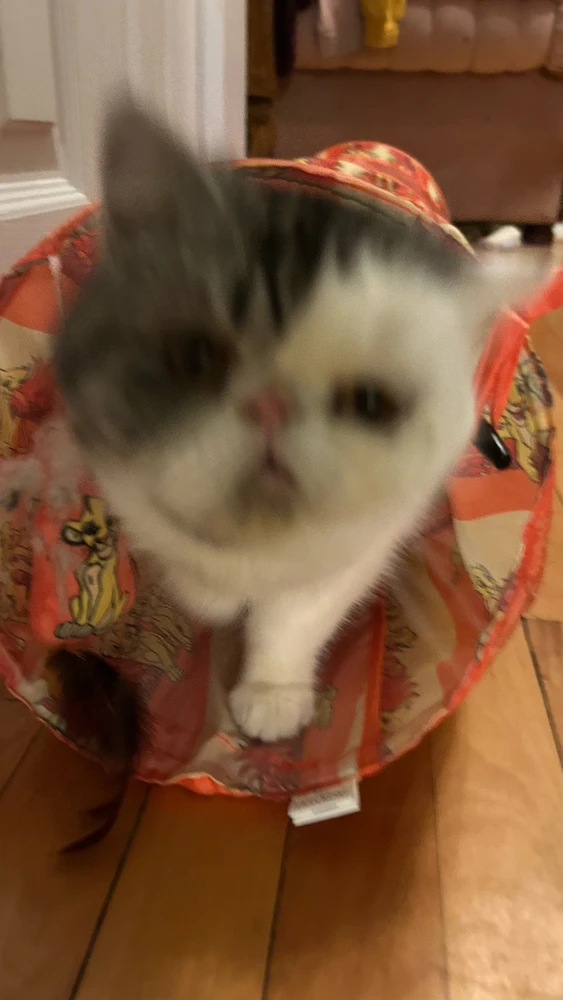 Image uploaded by Athena