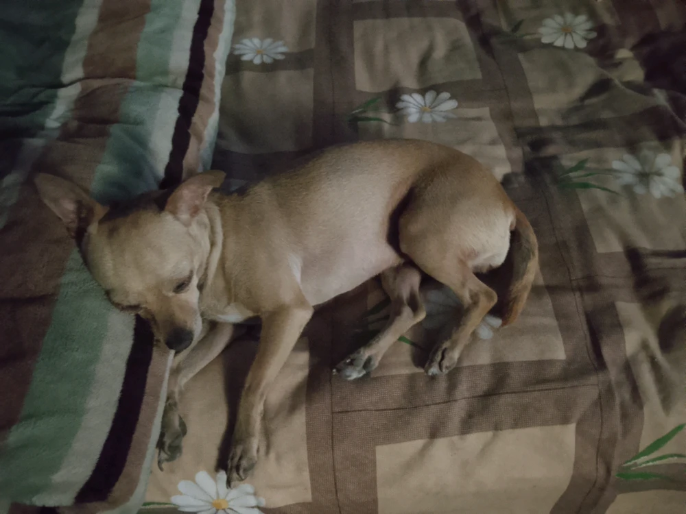 GIF uploaded by Jaguar