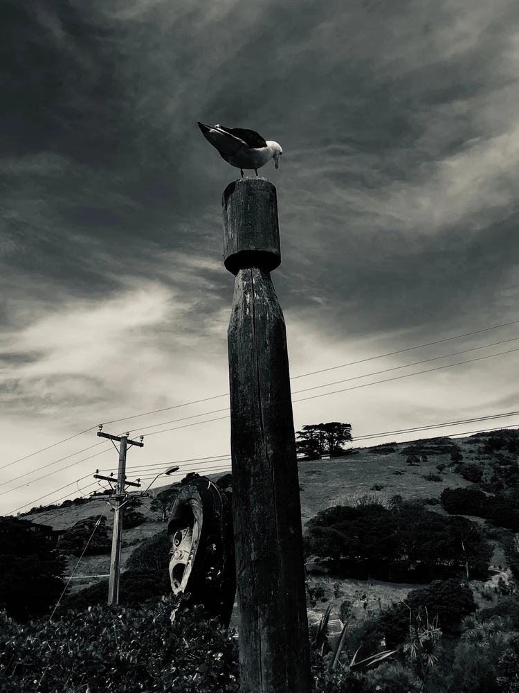 Image uploaded by Shano