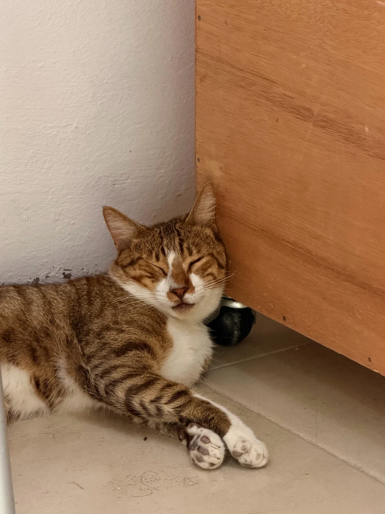 GIF uploaded by Sigrid Valladares