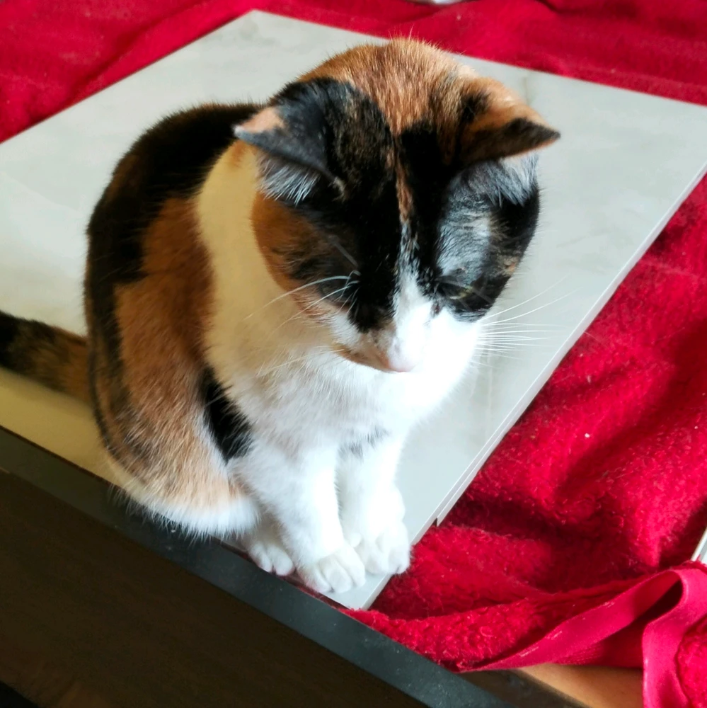 GIF uploaded by Korin