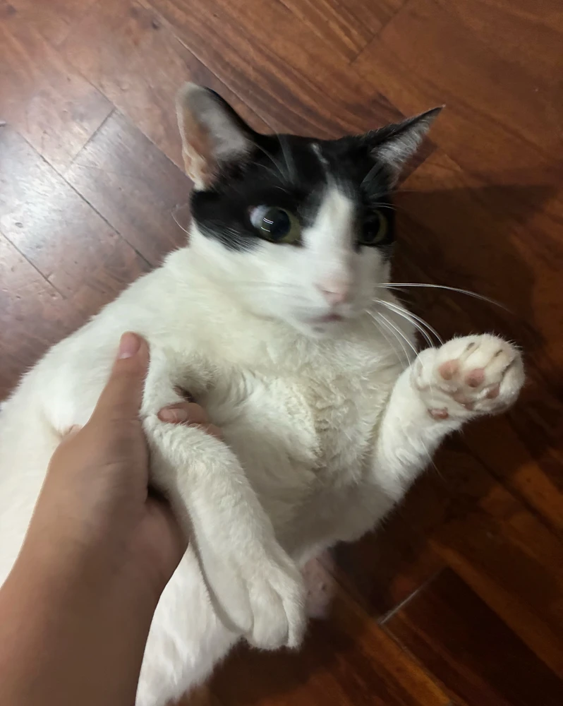GIF uploaded by Camila