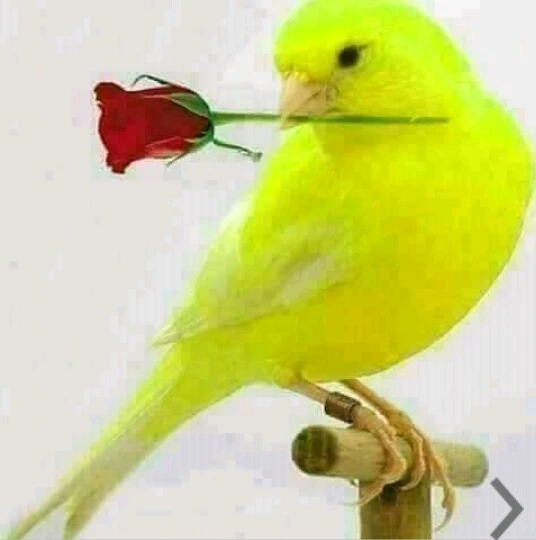 GIF တင်သူ - Heinhtet