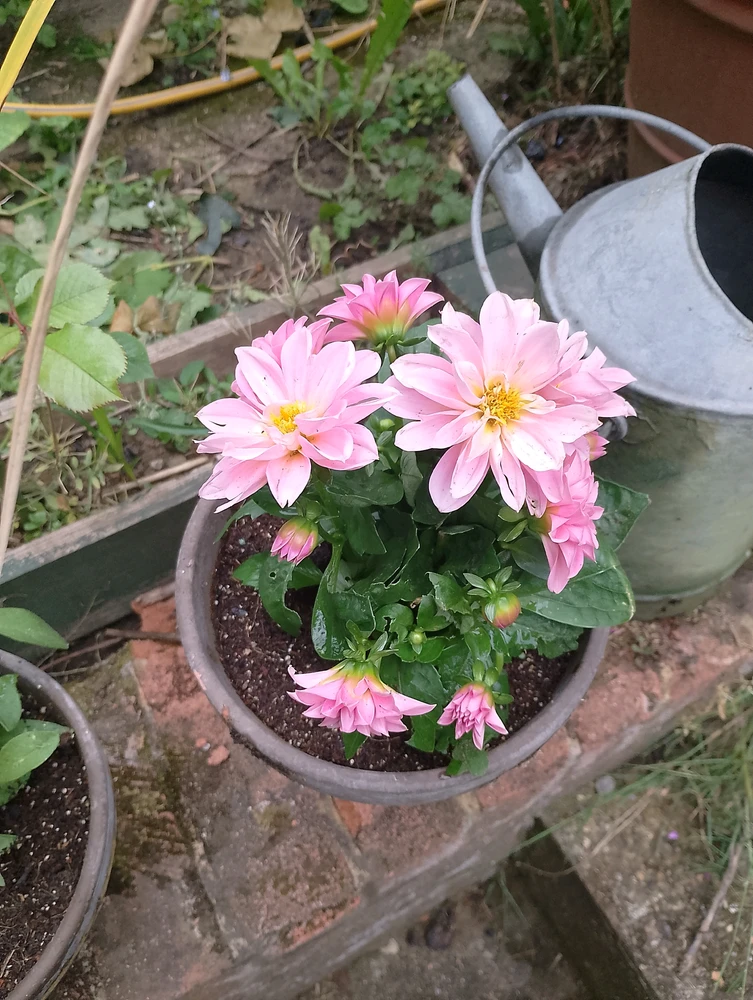 Image uploaded by Luci