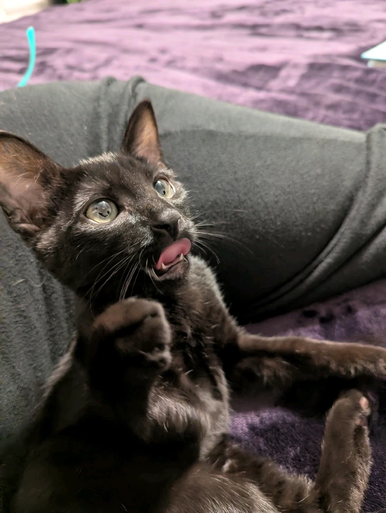 GIF uploaded by Pixie