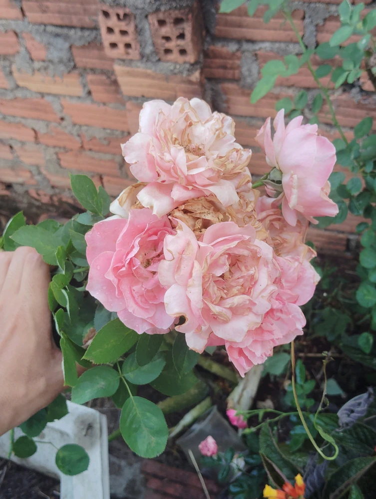 Ảnh do Danh tải lên
