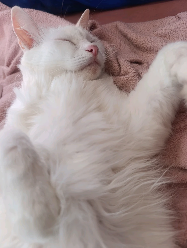 Juliane上传的GIF