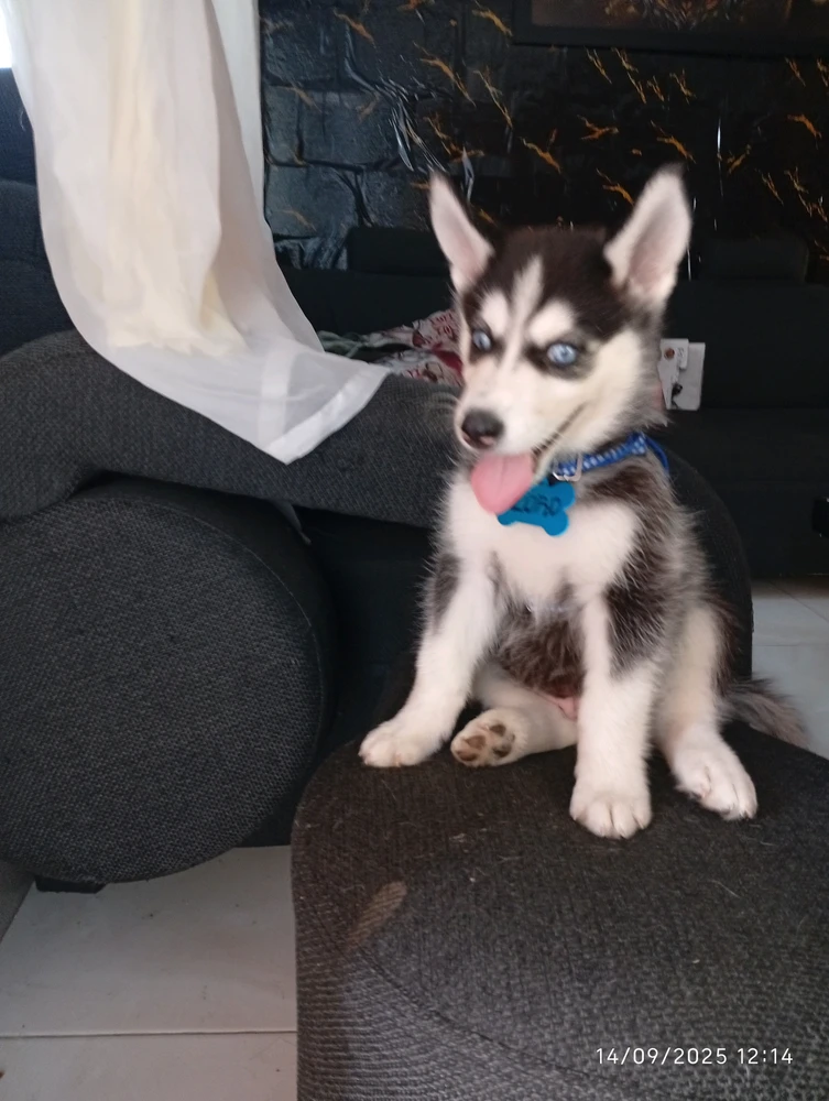 GIF subido por Nina