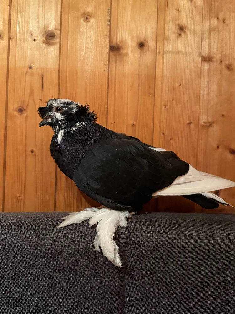GIF hochgeladen von Angi