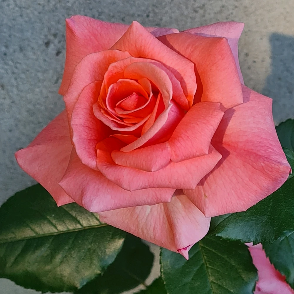 GIF uploaded by Gabrio aka Milord