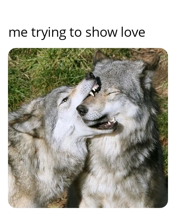 A wolf is biting the face of an other wolf who looks unbothered. A text says "Me trying to show love"