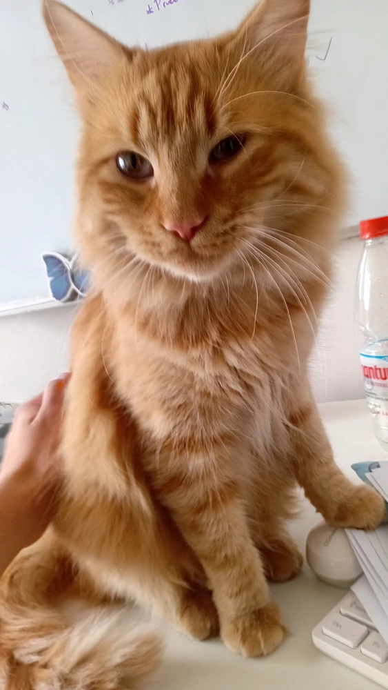 GIF uploaded by Adi