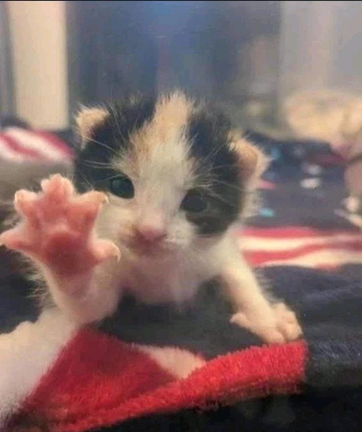 GIF uploaded by Abby