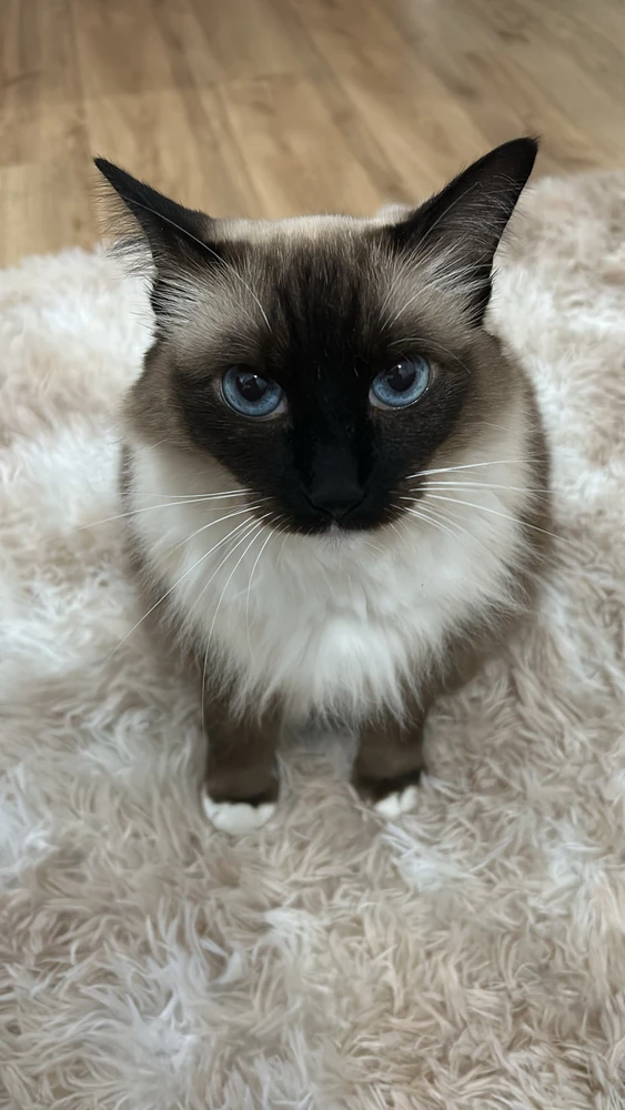 Meg - Girl